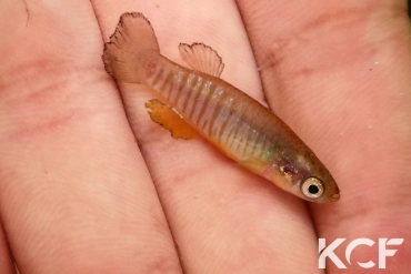 Valencia robertae Greek Pinios River GR-K 1995 male adulte 