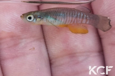 Valencia robertae Greek Pinios River GR-K 1995 male sub adulte 