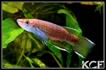 Epiplatys hildegardae Samoé GRC 90-176 male adulte 