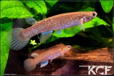 Anablepsoides elongatus  couple adulte 