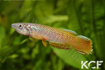 Epiplatys fasciolatus zimiensis