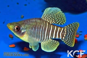 Fundulus xenicus