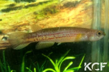 Cynodonichthys kuelpmanni PSB 02-18 male adulte 