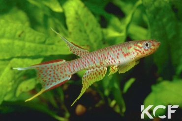 Aphyosemion elegans Bombala male adulte 