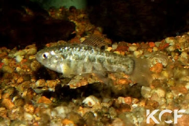 Cyprinodon eremus