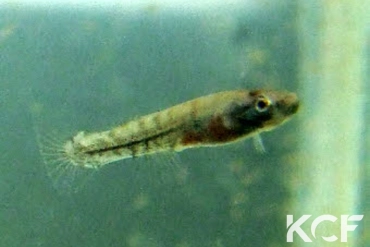 Kryptolebias ocellatus Cubataõ male sub adulte 