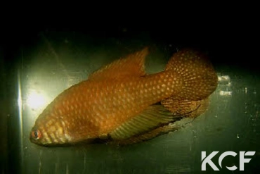 Simpsonichthys espinhacensis