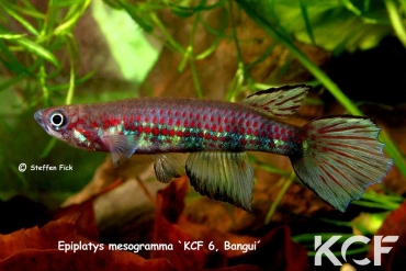 Epiplatys mesogramma