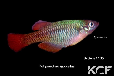 Platypanchax modestus  male adulte 