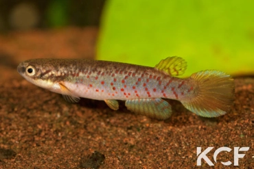 Melanorivulus punctatus Mato Grosso 2012 male adulte 