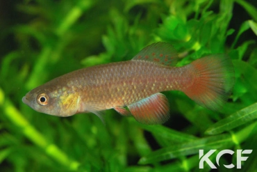 Austrofundulus transilis Near cemetary of Papelon VGV 11-06 male adulte 