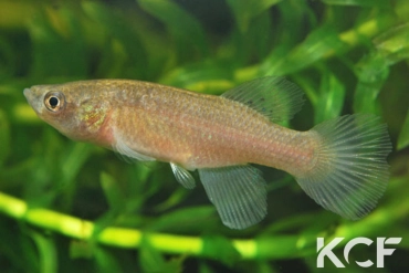 Austrofundulus transilis Near cemetary of Papelon VGV 11-06 femelle adulte 