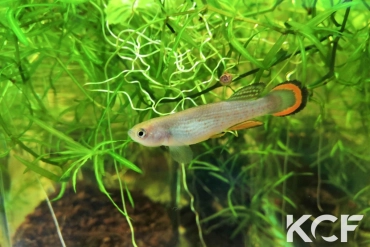 Neofundulus sp. BBP 18-13 male adulte 