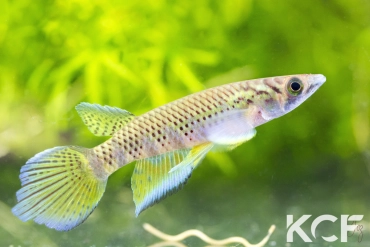 Epiplatys togolensis