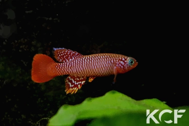 Nothobranchius flammicomantis