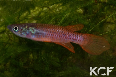 Epiplatys cashneri