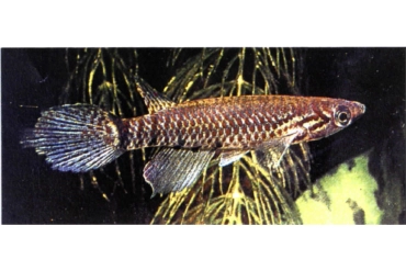 Epiplatys biafranus