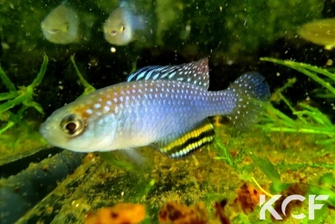 Hypsolebias trifasciatus