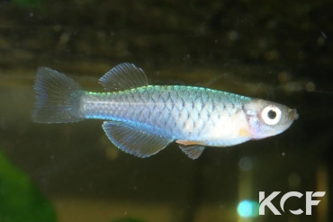 Hylopanchax paucisquamatus  male adulte 