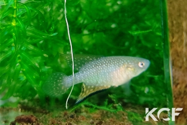 Hypsolebias mediopapillatus Pindai male sub adulte 