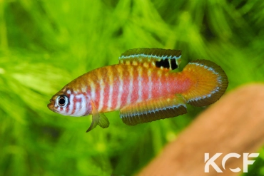 Simpsonichthys nigromaculatus Rio da Prata - Chapadão do Céu NPCE BR 08-06 male adulte 