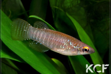 Aplocheilichthys spilauchen