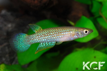 Aplocheilus blockii Kovalam beach male adulte 