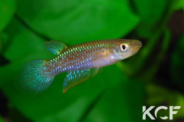 Aplocheilus blockii Kovalam beach male adulte 