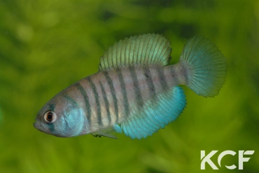 Austrolebias nigrofasciatus Jaguarão River floodplains - Mirim Lagoon basi male adulte 