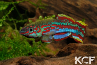 Fundulopanchax kamdemi Korup National Park male adulte 