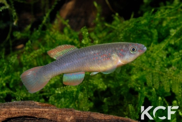 Fundulopanchax kamdemi Korup National Park femelle adulte 