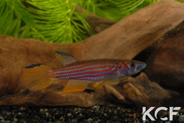 Epiplatys ansorgii