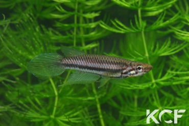 Epiplatys bifasciatus bifasciatus