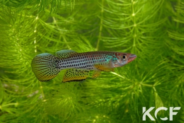 Epiplatys esekanus