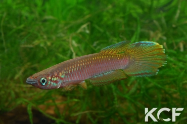 Epiplatys fasciolatus fasciolatus Coyah Manyah GM 97-17 male adulte 