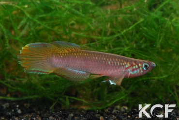 Epiplatys fasciolatus fasciolatus Coyah Manyah GM 97-17 male adulte 