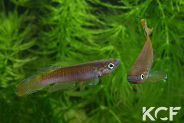 Epiplatys fasciolatus fasciolatus Coyah Manyah GM 97-17 couple adulte 