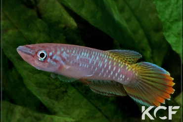 Epiplatys fasciolatus fasciolatus Coyah Manyah GM 97-17 male adulte 