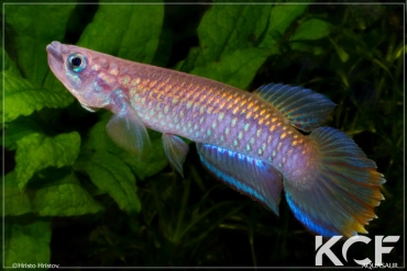 Epiplatys fasciolatus fasciolatus Malifu GCLR 06-29 male adulte 