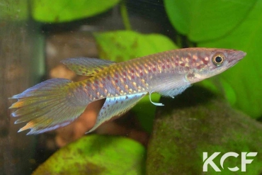 Epiplatys fasciolatus fasciolatus Bintimodia GCLR 06-20 male adulte 