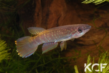 Epiplatys fasciolatus fasciolatus Malifu GCLR 06-29 male adulte 