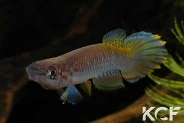 Epiplatys fasciolatus fasciolatus