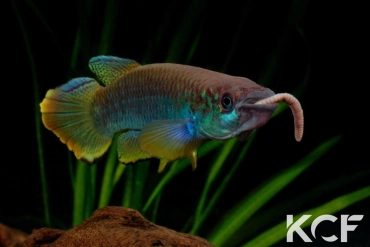 Epiplatys guineensis