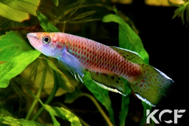 Epiplatys hildegardae Samoé GRC 90-176 male adulte 