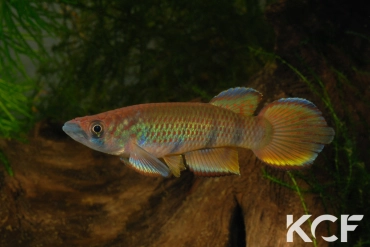 Epiplatys infrafasciatus rathkei Moliwé Camp ADK 10-325 male adulte 