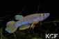 Epiplatys sexfasciatus sexfasciatus 