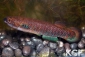 Rivulus roloffi 