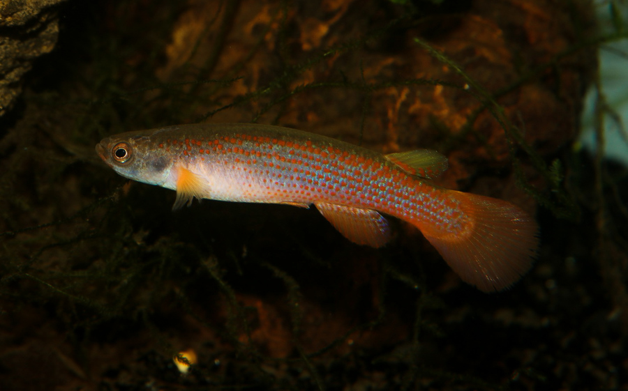 Rivulus gomesi  Ruta 62, 8km S Chigorodó COG 21-12