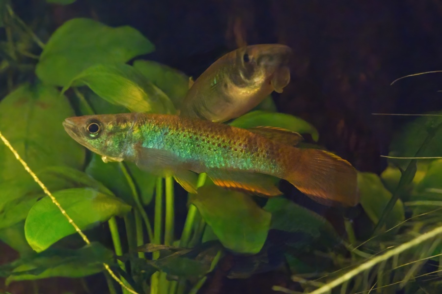 Epiplatys infrafasciatus zenkeri 20km Est Edéa JVC 13-16