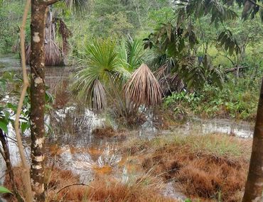 Une histoire de rivulus : mon expédition en Colombie